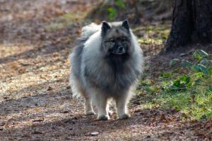 grote wolfsgrijze Keeshond