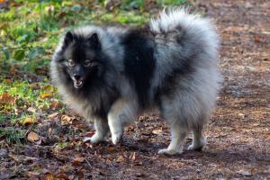 grote wolfsgrijze Keeshond