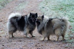 grote wolfsgrijze Keeshond