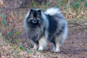 grote wolfsgrijze Keeshond