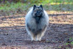 grote wolfsgrijze Keeshond