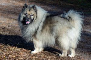 grote wolfsgrijze Keeshond