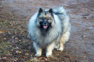 grote wolfsgrijze Keeshond