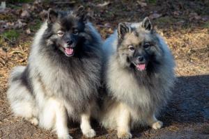 grote wolfsgrijze Keeshond